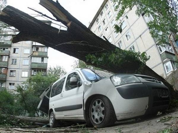 Что делать, если на машину упало дерево